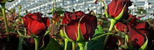 Load image into Gallery viewer, featured